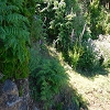 Plants: image 20 Of 102 Thumb